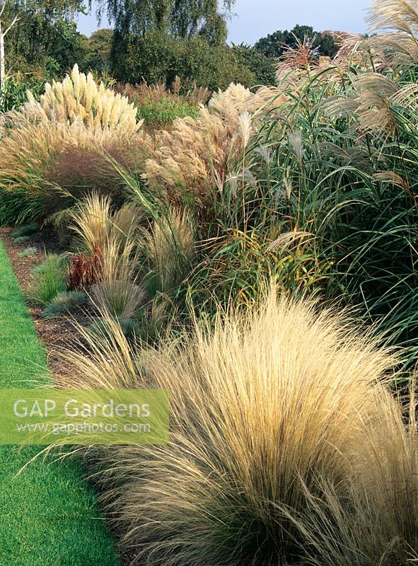 Ornamental grasses border - Stipa Tenuissima, Miscanthus sinensis 'Grove Fontaine' and Miscanthus sinensis China in the background