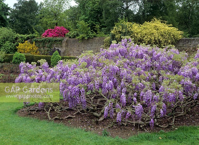 Free standing Wisteria sinensis AGM - Savill Gardens Windsor