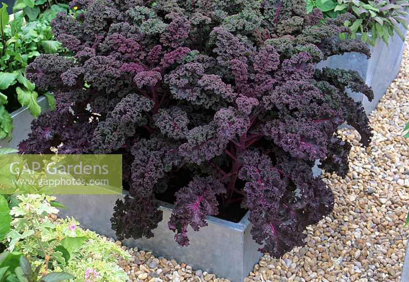 Brassica 'Redbor' - Purple Kale in galvanized steel container
