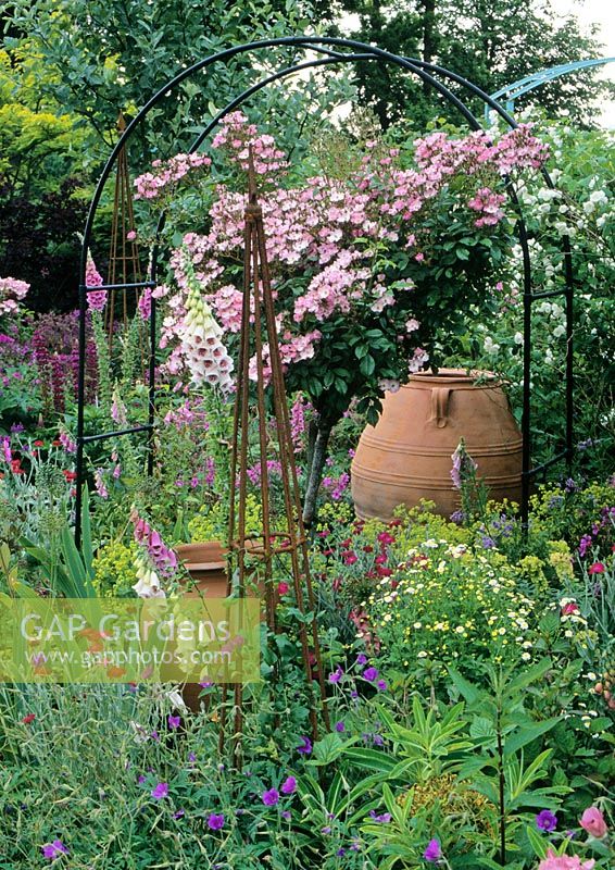 Rosa, Geranium and Digitalis in cottage style garden with large ornamental terracotta urn
