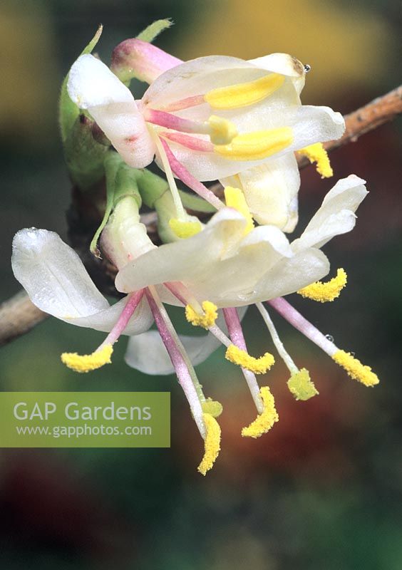 Lonicera 'Standishii' - Winter flowering Honeysuckle