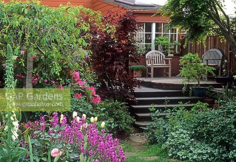 Urban back garden with steps to raised deck with seating and mixed planting including Rhododendron, Acer palmatum, Erysimum, Tulipa, Digitalis and Lamium - San Francisco, USA