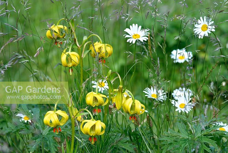 Lilium martagon - Yellow Turk's Cap Lily naturalised in grass with Ox-eye Daisy
