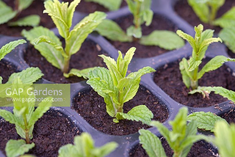 Garden Mint cuttings
