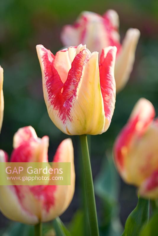 Tulipa gesneriana 'Toucan'