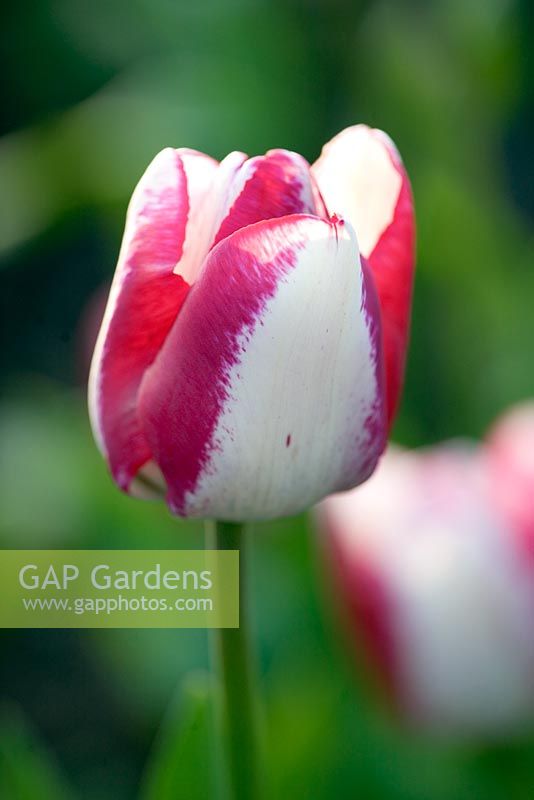 Tulipa gesneriana 'Toucan'