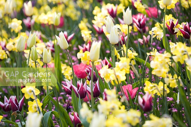 Tulipa 'Rajka', Narcissus 'Step Forward' and Tulipa 'White Triumphator'