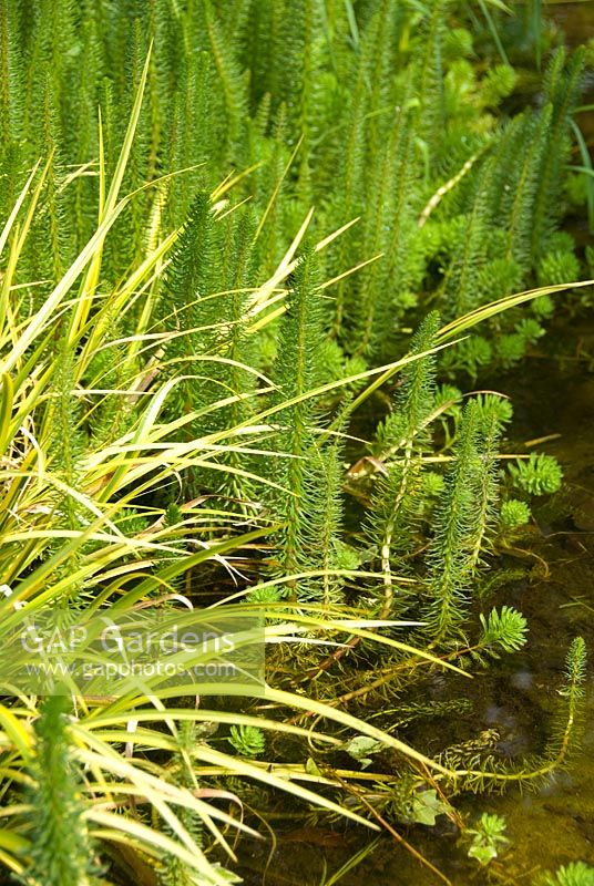 Myriophyllum aquaticum - Parrot's Feather in wildlife pond
