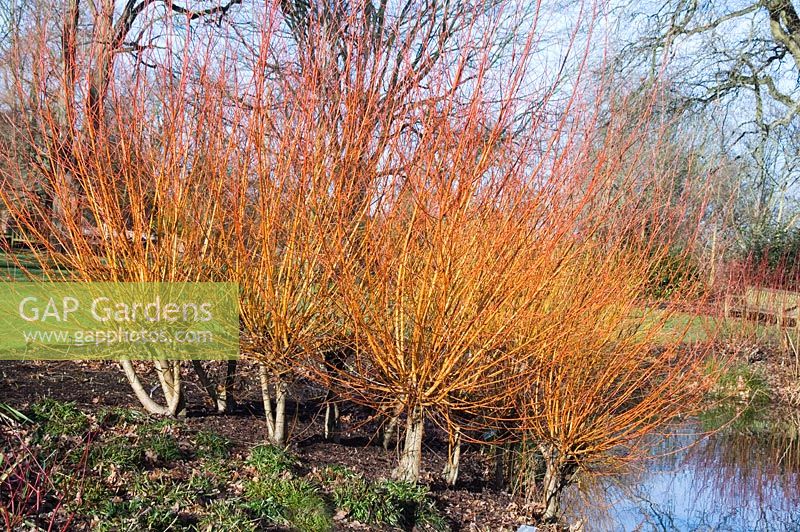 Group of Salix alba subs. vitellina 'Britzensis' - Wisley gardens, Surrey