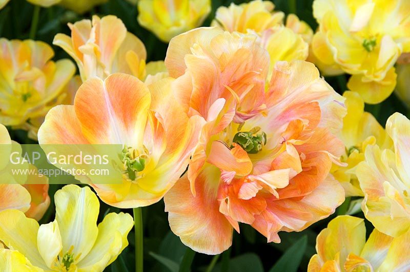 Tulipa 'Charming Beauty'