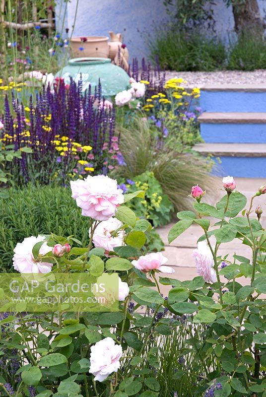 Rosa 'Eglantyne' - The Painted Garden by Emma B Gardens, Gardeners' World Live 2008