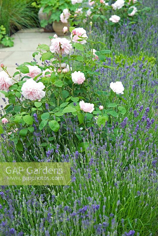 Rosa 'Eglantyne' planted with Lavandula angustifolia 'Hidcote' in The Painted Garden - Gardeners' World Live 2008