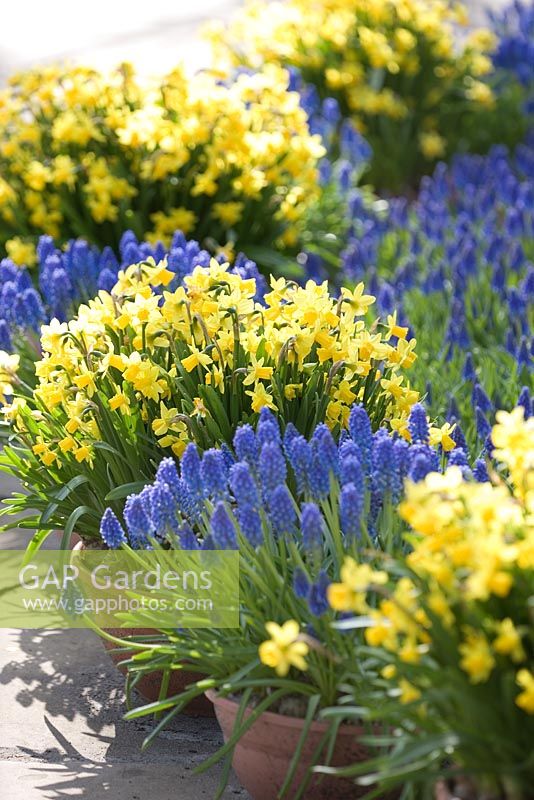 Muscari and Narcissus in pots