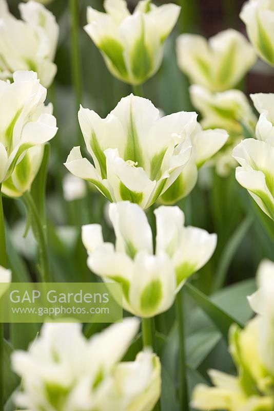 Tulipa viridiflora 'Spring Green'