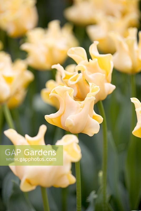 tulipa triumf 'Yellow Crown'