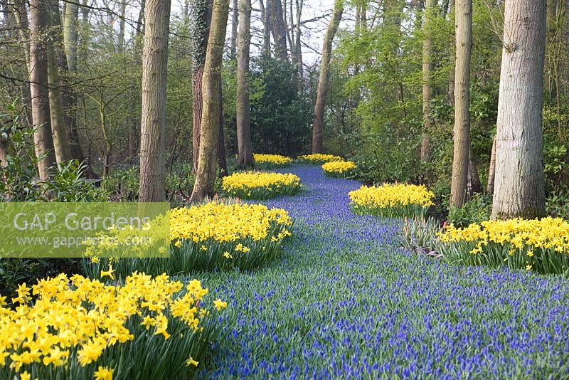 A 'river' of Muscari armeniacum and Narcissus 'Peeping Tom'