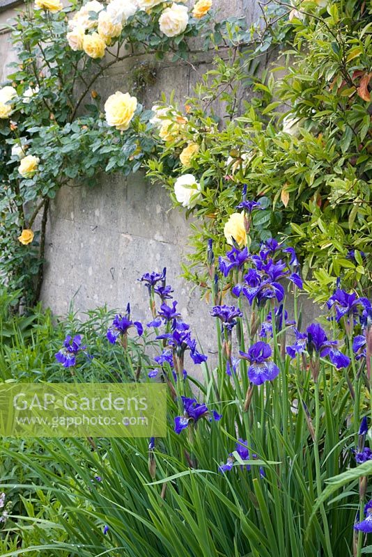 Iris and climbing roses at Dewstow Hidden Gardens and Grottos