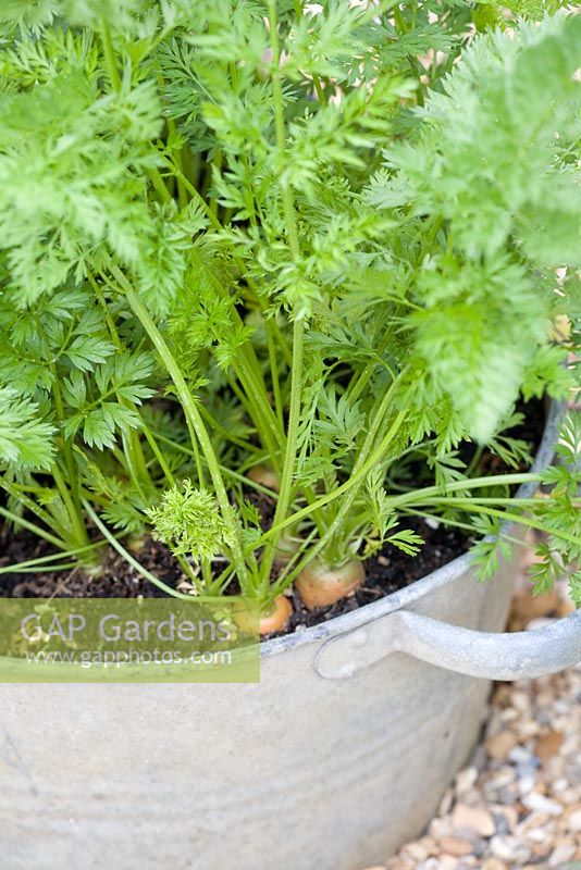 Carrots growing in a recycled galvanised container