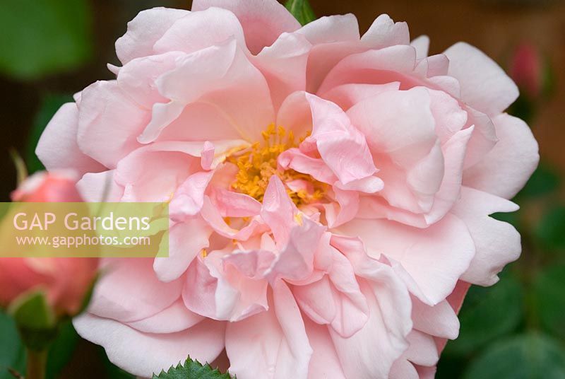Rosa 'Albertine' AGM - Rambler, fully double, sweetly scented, salmon pink flowers