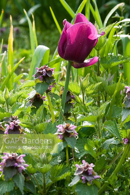 Tulipa 'Recreado' a single late tulip in early May growing amongst Lamium purpureum  in early May
