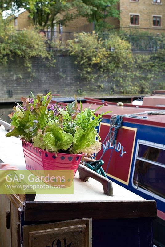 Lettuce and flowers growing in a painted pot on a canal house boat on the London Canal