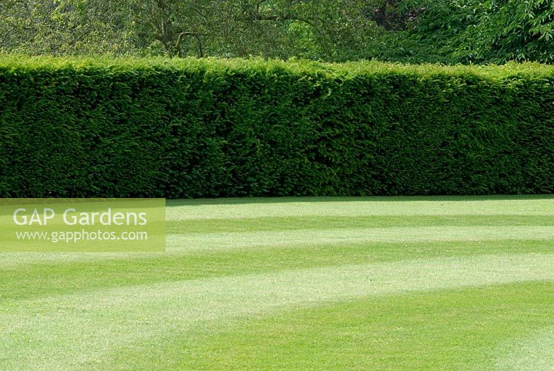 A perfect lawn with mown stripes backed by a Taxus hedge