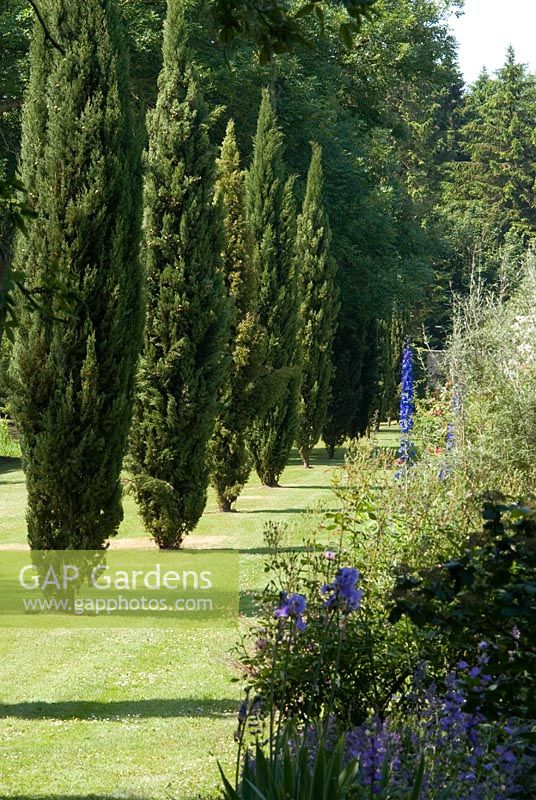 Cypressus - Cypress trees following the line of the long herbaceous border with Delphiniums at Chippenham Park, Cambridgeshire