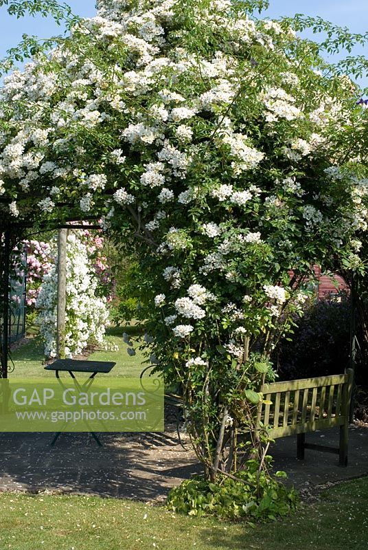 Rosa 'Wedding Day', a rapant rambler covering an arbour by the tennis court