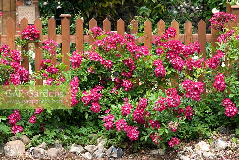 Rosa 'American Pillar' a rampant rambling rose covering a picket fence