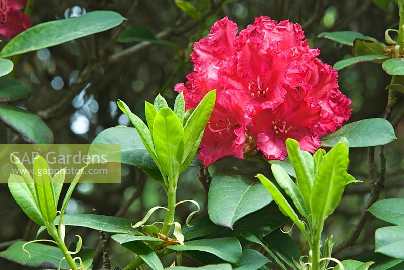 Rhododendron 'General Eisenhower'