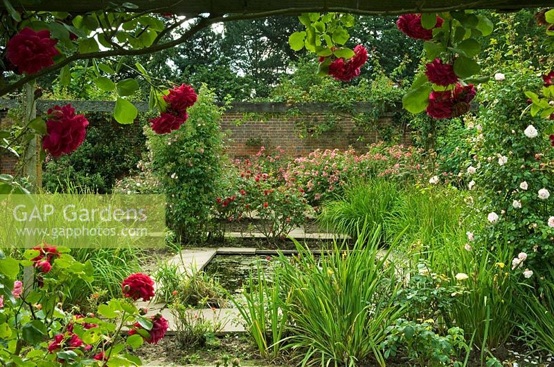 Arts and crafts style garden with central rectangular pond surrounded by roses - Mannington Hall, Near Norwich, Norfolk