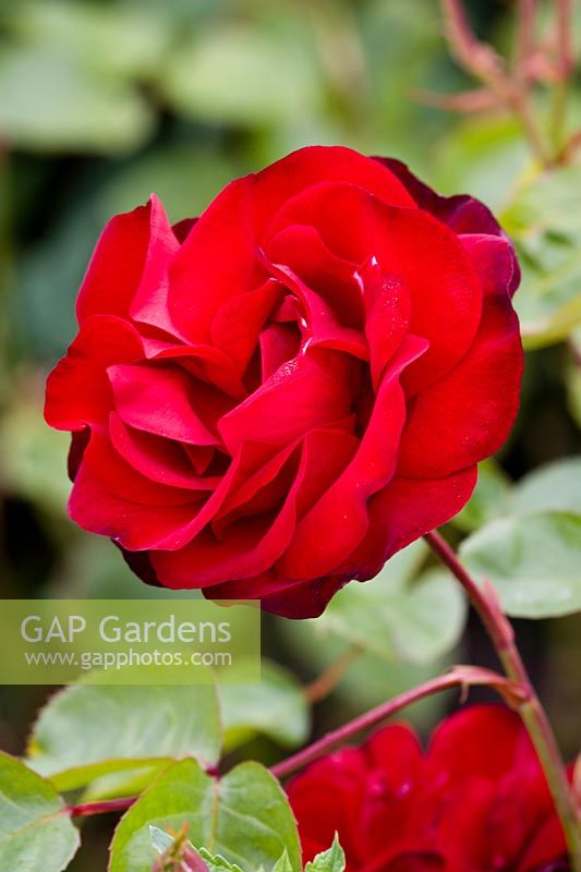 Rosa - Red rose in flower garden 