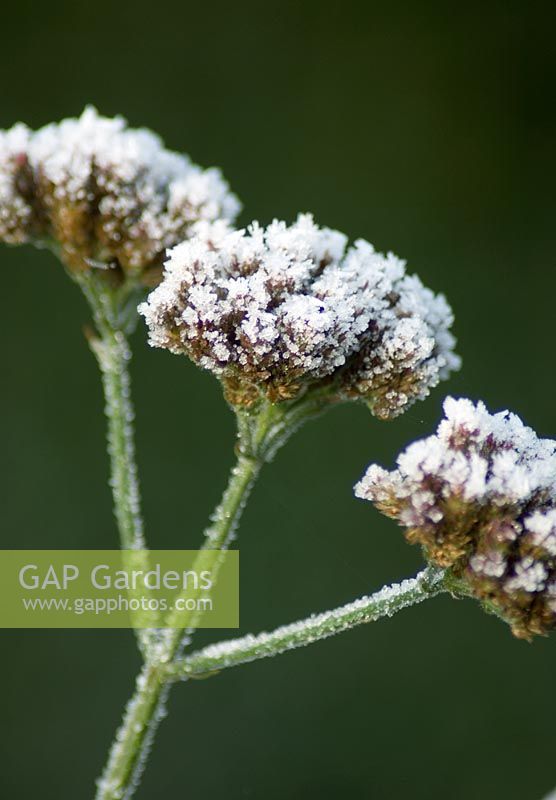 Frosty seedhead of Verbena bonariensis - Spencers, Great Yeldham, Essex 