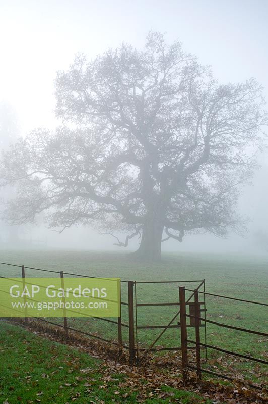 Quercus - Oak tree in misty field - Spencers, Great Yeldham, Essex
