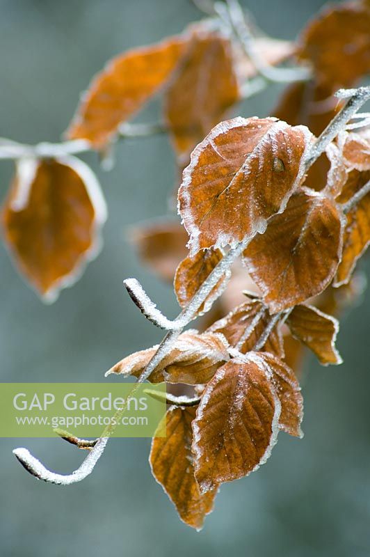 Frosted Brown leaves of small tree in winter garden - Spencers, Great Yeldham, Essex