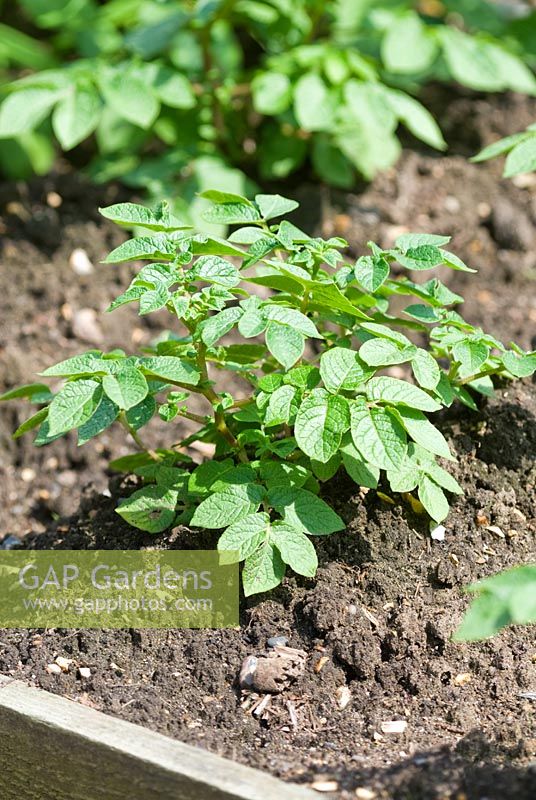 Earthed up potato plant in raised bed