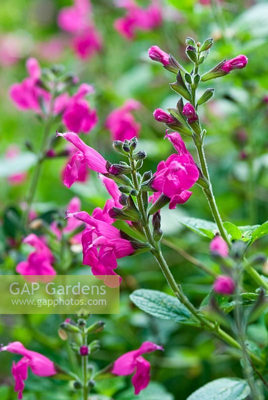 Salvia microphylla 'Pink Blush'