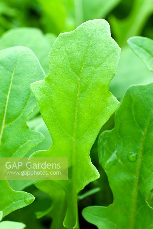 Eruca sativa 'Dentellata' - Baby leaf of Salad Rocket