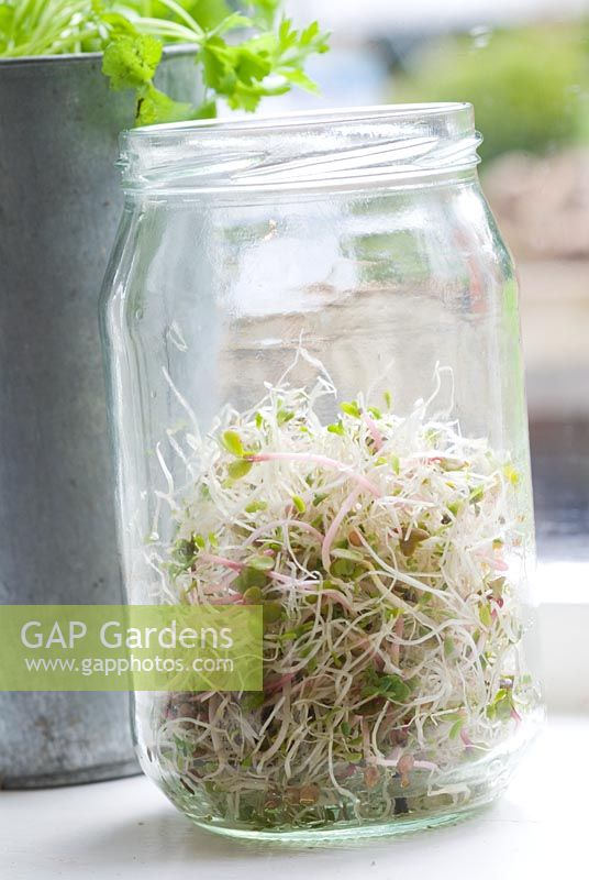 Alfalfa and radish sprouts in jam jar on windowsill