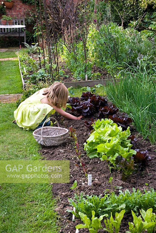 Child harvesting lettuce in vegetable garden