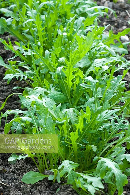 Eruca sativa - Row of wild salad rocket