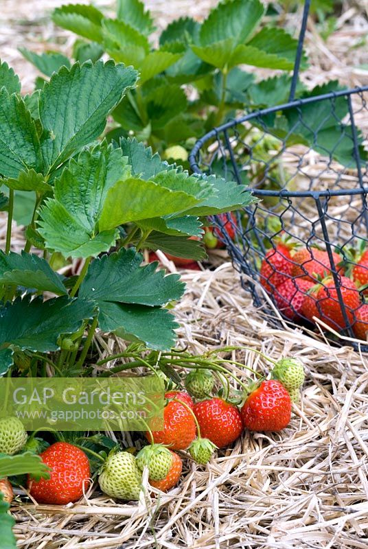 Fragaria 'Mae' - Strawberries growing on straw with basket of picked strawberries in background
