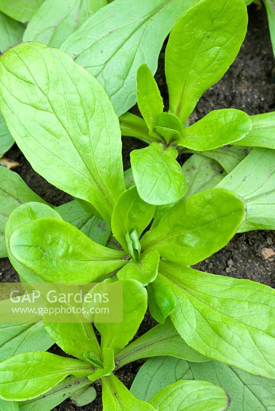 Lambs Lettuce also known as Corn Salad or Mache