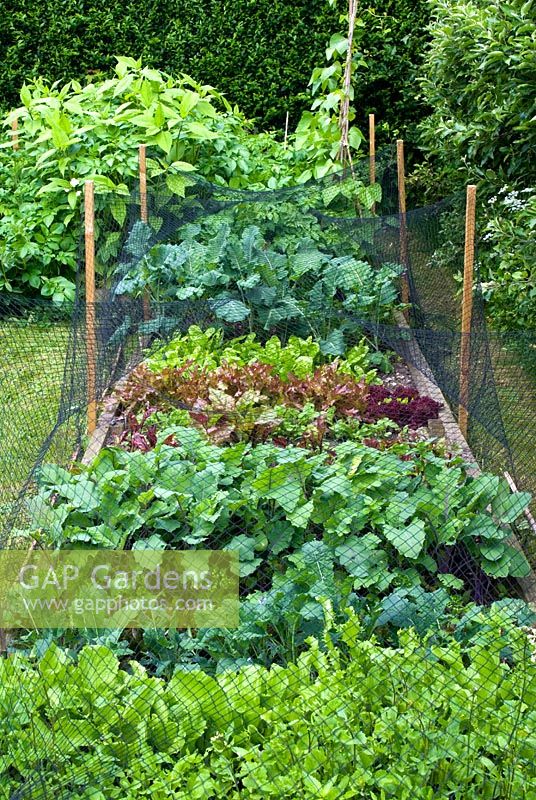 Raised vegetable bed with net protection