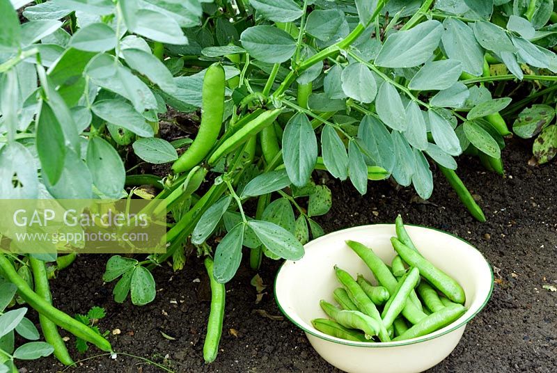 Row of Vicia faba - Broad beans with harvested beans in bowl