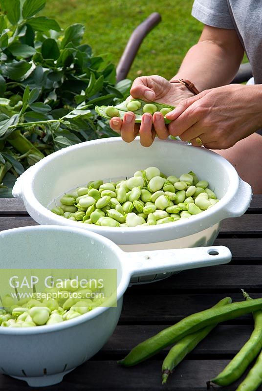 Shelling broad beans in the garden