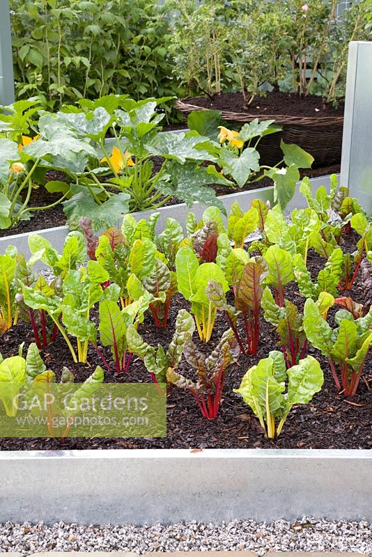 'Growing tastes Kitchen Garden' - RHS Hampton Court Flower Show 2008