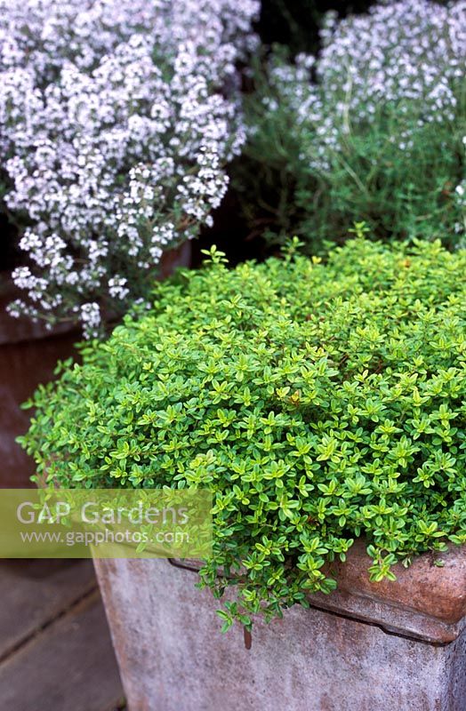 Thyme in pots