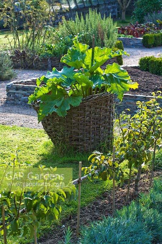 The potager with Rhubarb in basketwork protector - Bonython Manor, Cornwall