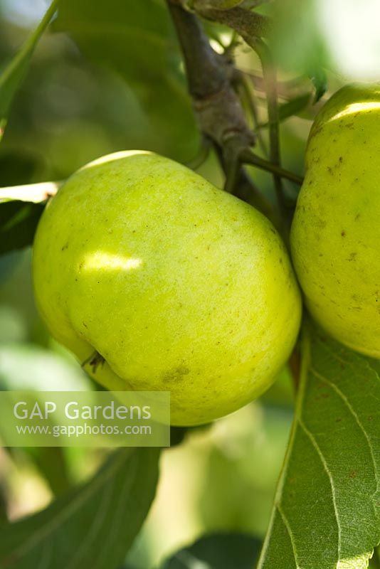 Malus 'Scilly Pear' - Apples